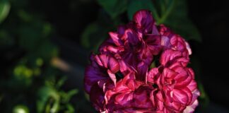 Квітникар розповів, чим категорично не можна підживлювати герань