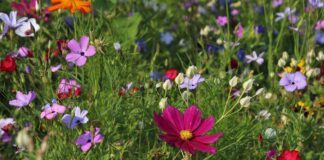 Садівники розповіли про догляд за квітами пізньої осені