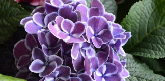 Садівники розповіли, як підготувати гортензію до зими 