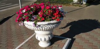 5 квітів, які слід висадити у серпні, аби клумба раніше заквітла на весні