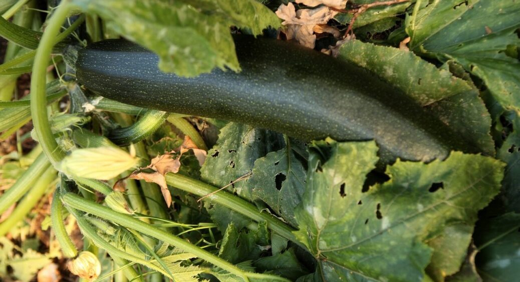 100 грамів на 1 літр води — і моя грядка пишно “буяє”: збираю повні відра соковитих та мʼясистих кабачків 