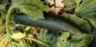 Аграрії розповіли, як виростити кабачки по 4 кіло