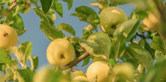 Як врятувати дерева від грибкових хвороб