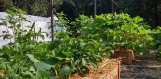 Городник розповів, що висадити на грядках після збору цибулі і часнику