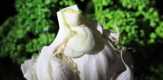 Експерти назвали ознаки того, що можна збирати часник