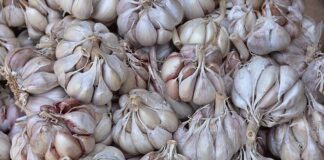 Городник розповів, коли і як правильно збирати врожай часнику 