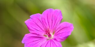 Ефективне добриво для герані