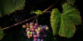 Що посадити біля винограду, щоб отримати багатий врожай