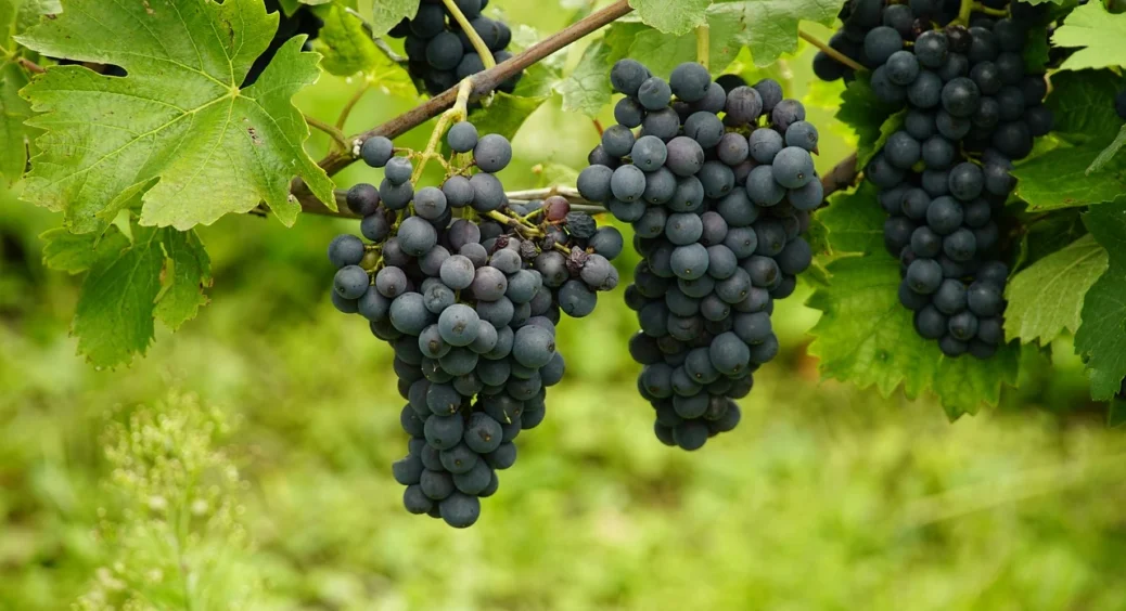 Що робити, якщо виноград починає гнити ще зеленим: 5 головних помилок у догляді, що можна легко виправити 