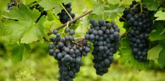 Експерти розповіли, як виростити солодкий виноград