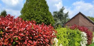 Експерти назвали найкращі види кущів для створення живої огорожі