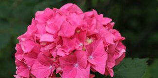 Квітникар пояснив, як простимулювати бутонізацію гортензії