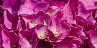 Квітникарі розповіли, чому гортензію можна і треба поливати оцтом