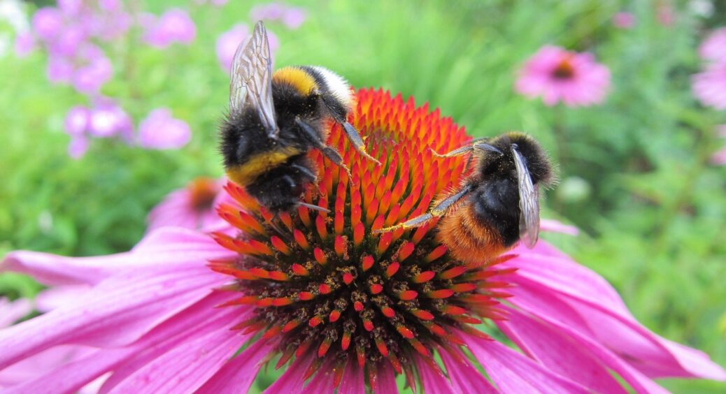 Літо промайне, а вам потрібно пам’ятати про це: які квіти ніколи й нізащо не можна обрізати восени під зиму? 
