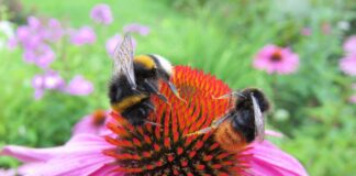 Які квіти не можна обрізати восени