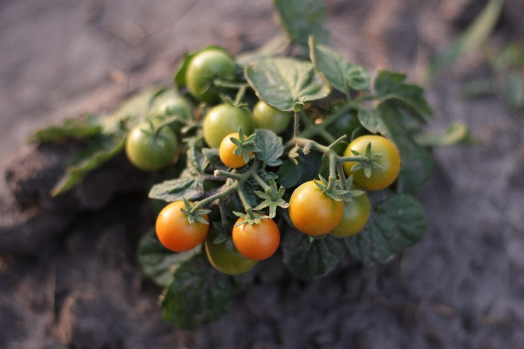 Городник пояснив, як допомогти томатам при скручуванні листя