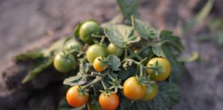 Дачники розповіли, навіщо закопувати томати на городі 
