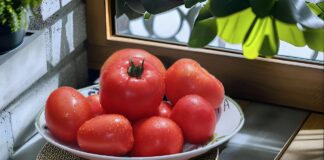 Городник розповів, як оцет може простимулювати ріст томатів