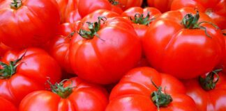 Городник розповів, як йодом вивести фітофтору з помідорів