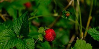 Городник розповів, що слід зробити з кущами полуниці після збору врожаю