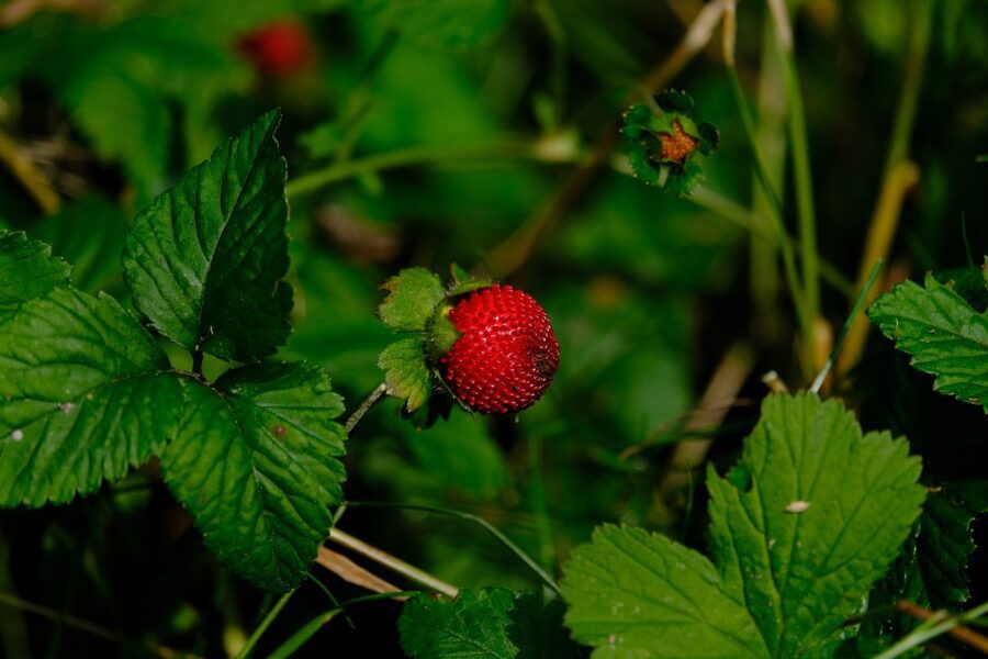 Городник розповів, що слід зробити з кущами полуниці після збору врожаю