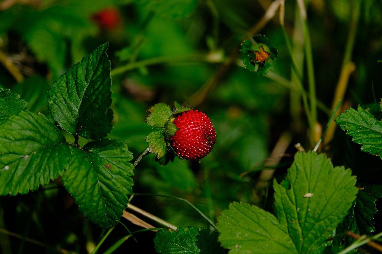 Городник розповів, що слід зробити з кущами полуниці після збору врожаю