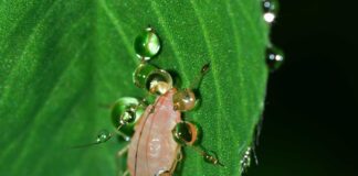 Городник розповів, яких комах слід вивести, аби не приносили попелицю