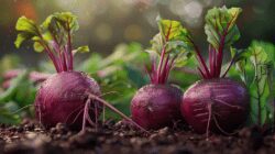 jbu34_fresh_beet_super_realistic_photo_ar_169_bdb85836_3430_49968 