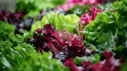 jbu34_fresh_salad_with_beet_super_realistic_photo_ar_169_227ed3b12 