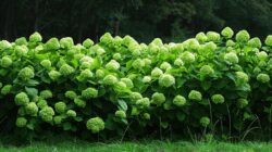 jbu34_large_green_hydrangea_bushes_super_realistic_photo_ar_050d66235 