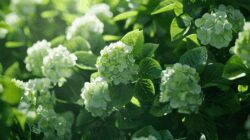 jbu34_large_green_hydrangea_bushes_super_realistic_photo_ar_050d66238 