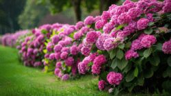 jbu34_large_pink_hydrangea_bushes_super_realistic_photo_ar_3c284c2e23 