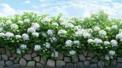 jbu34_large_wight_hydrangea_bushes_super_realistic_photo_ar_5166055223 
