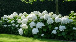 jbu34_large_wight_hydrangea_bushes_super_realistic_photo_ar_516605525 