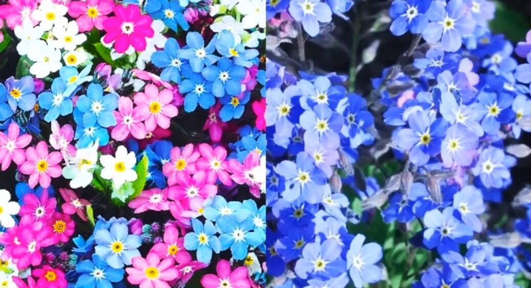 Посіяла 14 квітів під зиму – сусіди не вірили очам: навесні мій сад зацвів на місяць раніше за всіх 