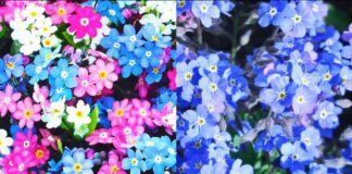 Експерти розповіли, які однорічні квіти підходять для підзимового посіву