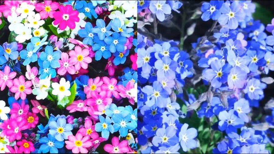 Експерти розповіли, які однорічні квіти підходять для підзимового посіву