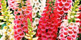 Квітникарі розповіли, які квіти можна посадити на ділянці в липні