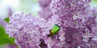 Квітникарі розповіли про найкращі сорти бузку для саду