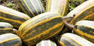 Городник назвав найкорисніше добриво для родючості кабачків