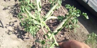 Городник розповів, чим можна зіпсувати родючість чорнозему на ділянці