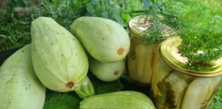 Городник розповів, як правильно збільшити родючість кабачків