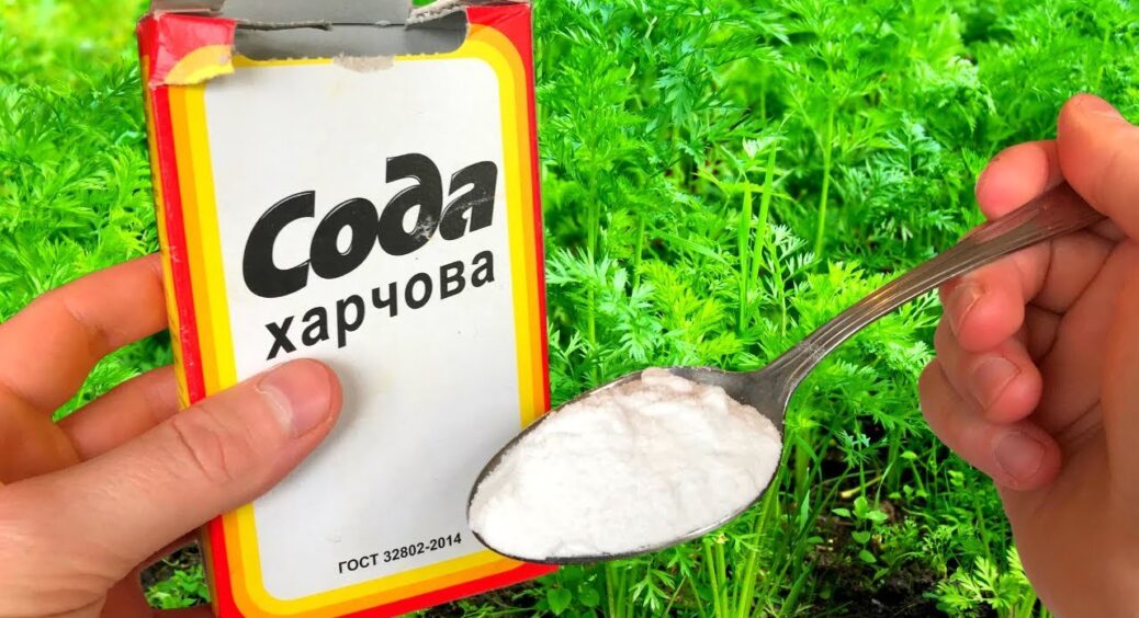 У липні купую відразу 5 пачок соди, вистачає на 2 дні: обробляю огірки та не маю мороки зі шкідниками 
