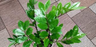 Квітникарі розповіли, чим підживити заміокулькас у вересні