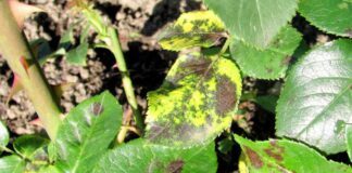 Чому листя троянди жовтіє: поширені помилки садівників