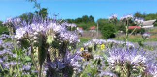 Експерти назвали ефективну альтернативу коров'яку для родючості ґрунту