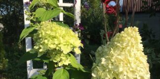 Квітникарі розповіли, чим простимулювати бутонізацію гортензій