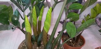 Квітникар розповів, чим підживити заміокулькас для стимуляції нових пагонів