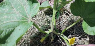Експерти розповіли, як впоратися з пероноспорозом огірків
