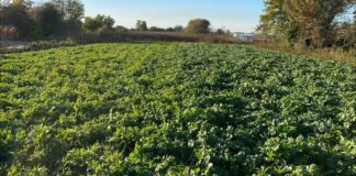 Городники розповіли, які сидерати найкраще сіяти вже зараз